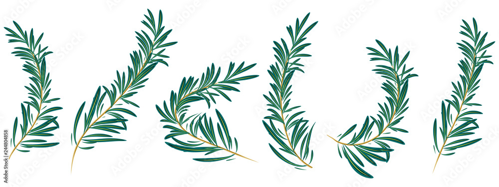 rosemary branch isolated rosemary branch isolated