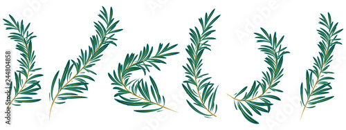  rosemary branch isolated