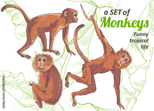 Tropical animals monkey vector realistic botanical illustration