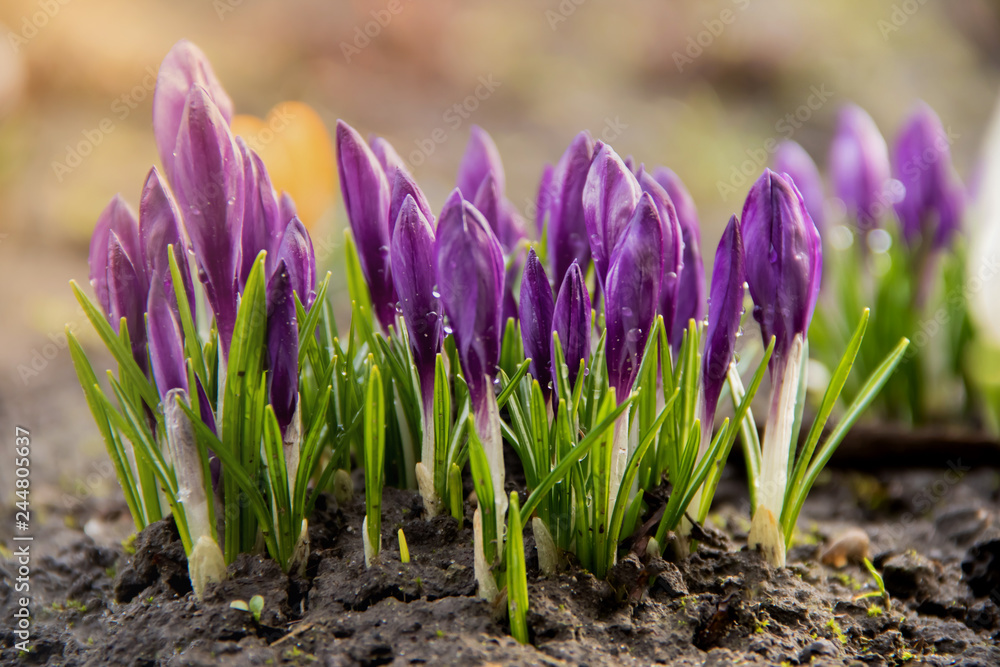 Young flowers of purple crocus grow on a flowerbed in the early spring under a warm sun Young flowers of purple crocus grow on a flowerbed in the early spring under a warm sun