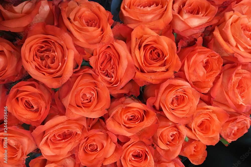 Bouquet of coral roses Bouquet of coral roses