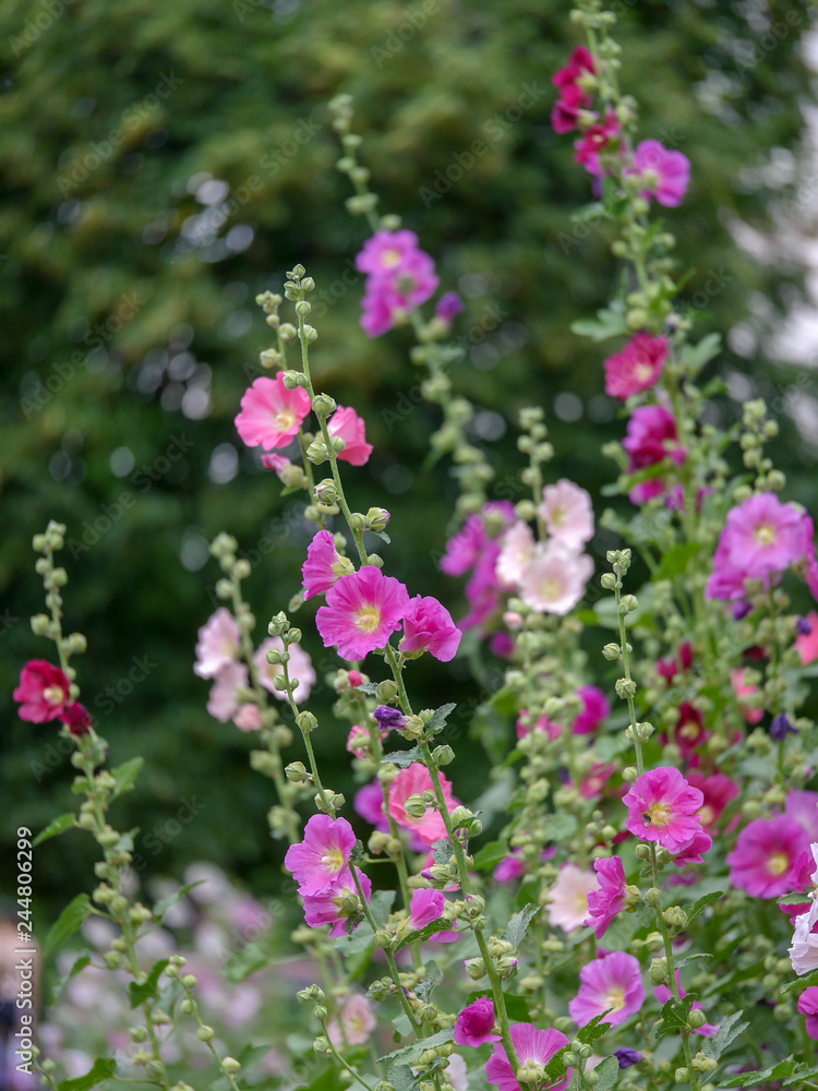 mallow flowers in the garden mallow flowers in the garden