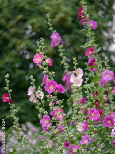 mallow flowers in the garden