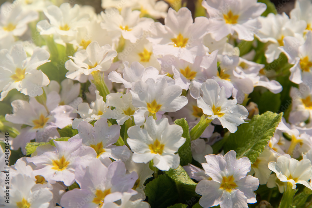 Fototapeta premium Close-up primula with yellow flowers under warm sun rays