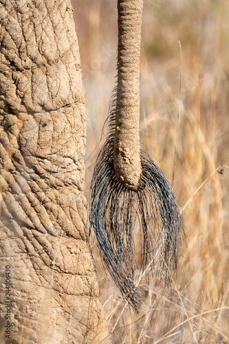 African Elephant Tail