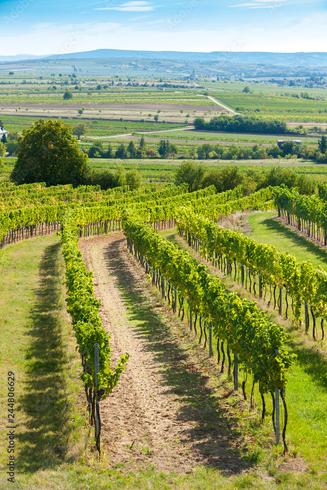 vineyard, Retz, Austria