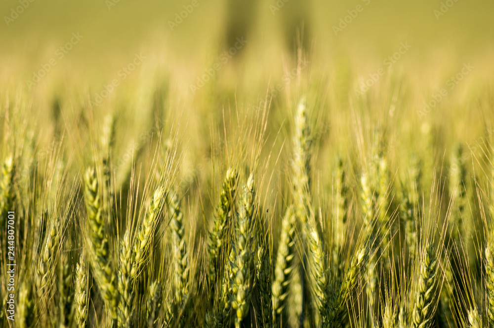 Wheat field Wheat field