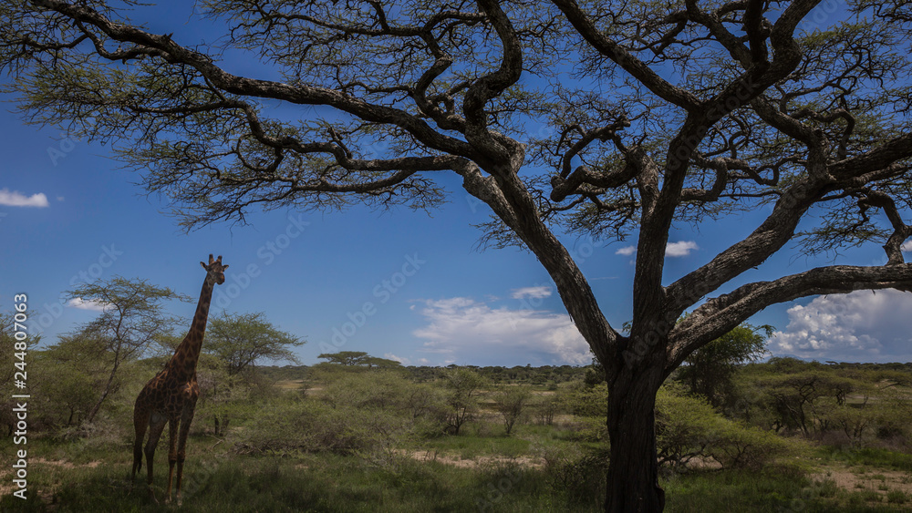 Fototapeta premium Twiga under giant tree