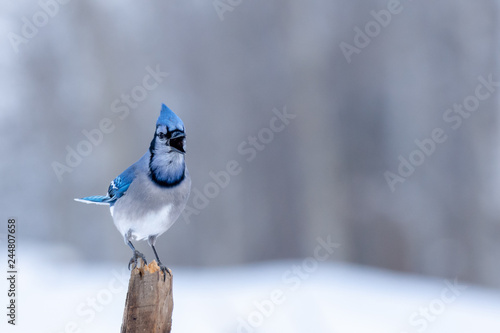Blue Jay Bird (Cyanocitta cristata) with Open Beak in Winter Landscape