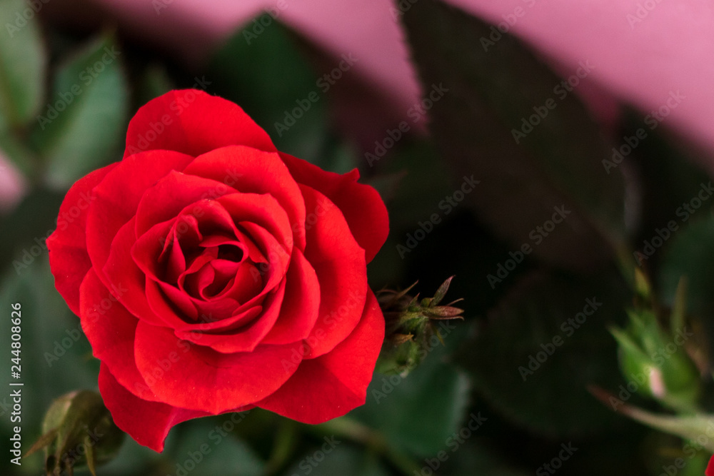 Red rose on pastel pink background