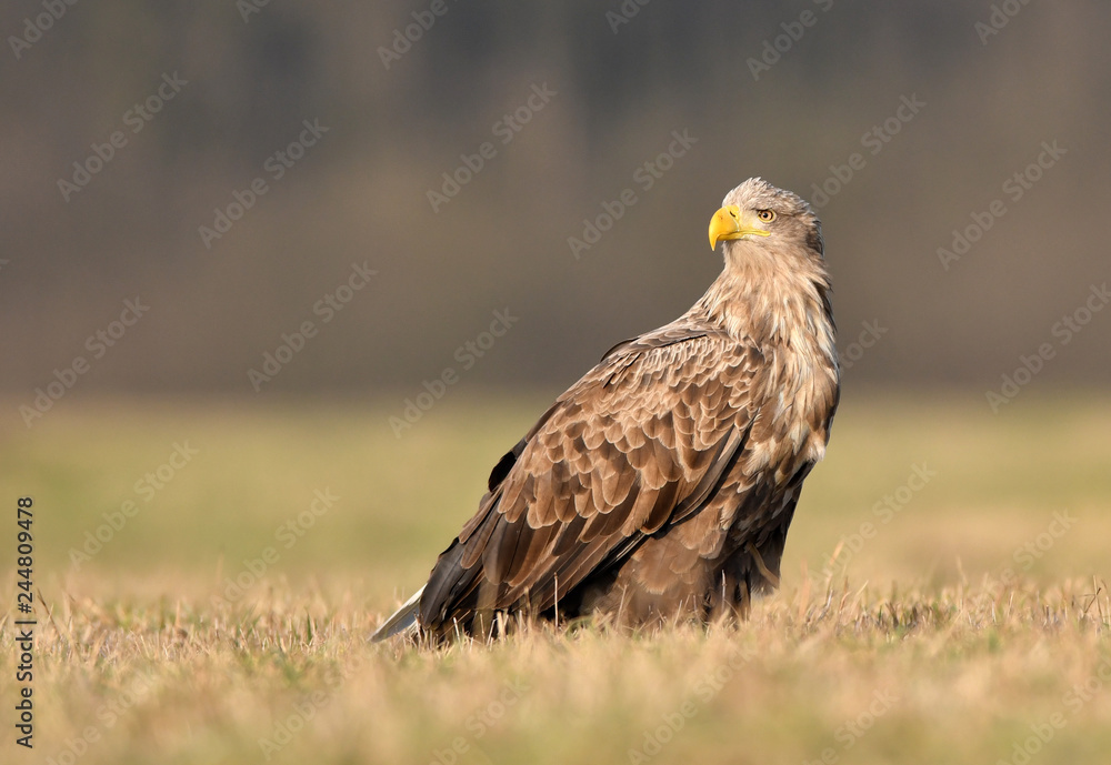 White tailed eagle (Haliaeetus albicilla) White tailed eagle (Haliaeetus albicilla)
