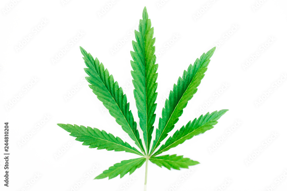 Close up of hemp (cannabis) on white isolated background. A place for copy space Close up of hemp (cannabis) on white isolated background. A place for copy space