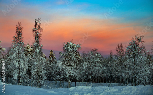 The Life at the arctic photo