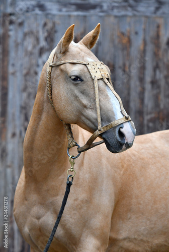 Palomino horse in leather polo halter looks sideways while standing beside wooden log wall. Vertical  sideways  portrait.