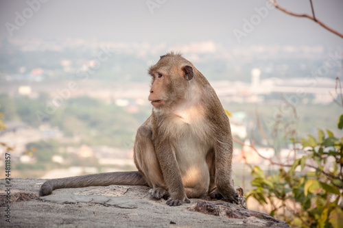 A monkey is sitting to relax on a cliff happily  in evening. photo