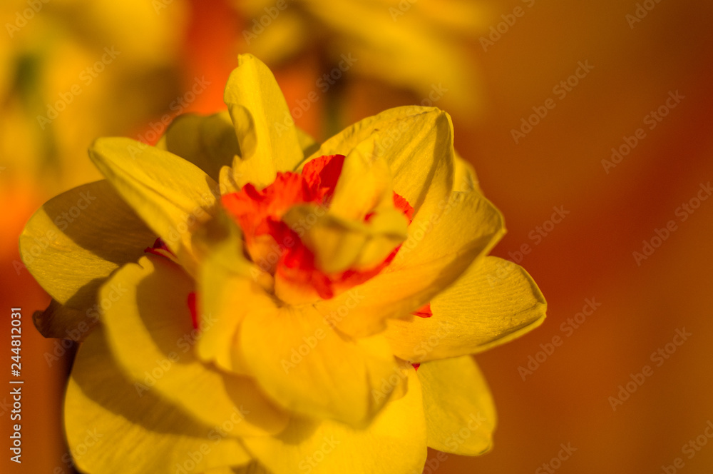 Obraz premium Amazing yellow huge bright daffodils in sunlight. Close-up, macro, perfect image for greeting card