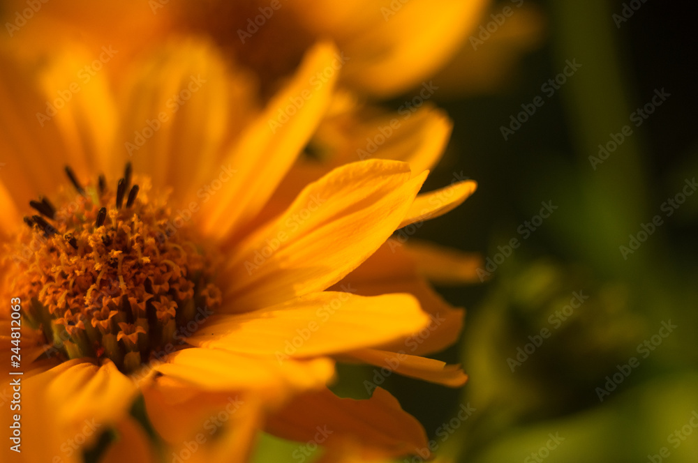 bouquet of bright yellow flowers Heliopsis helianthoides