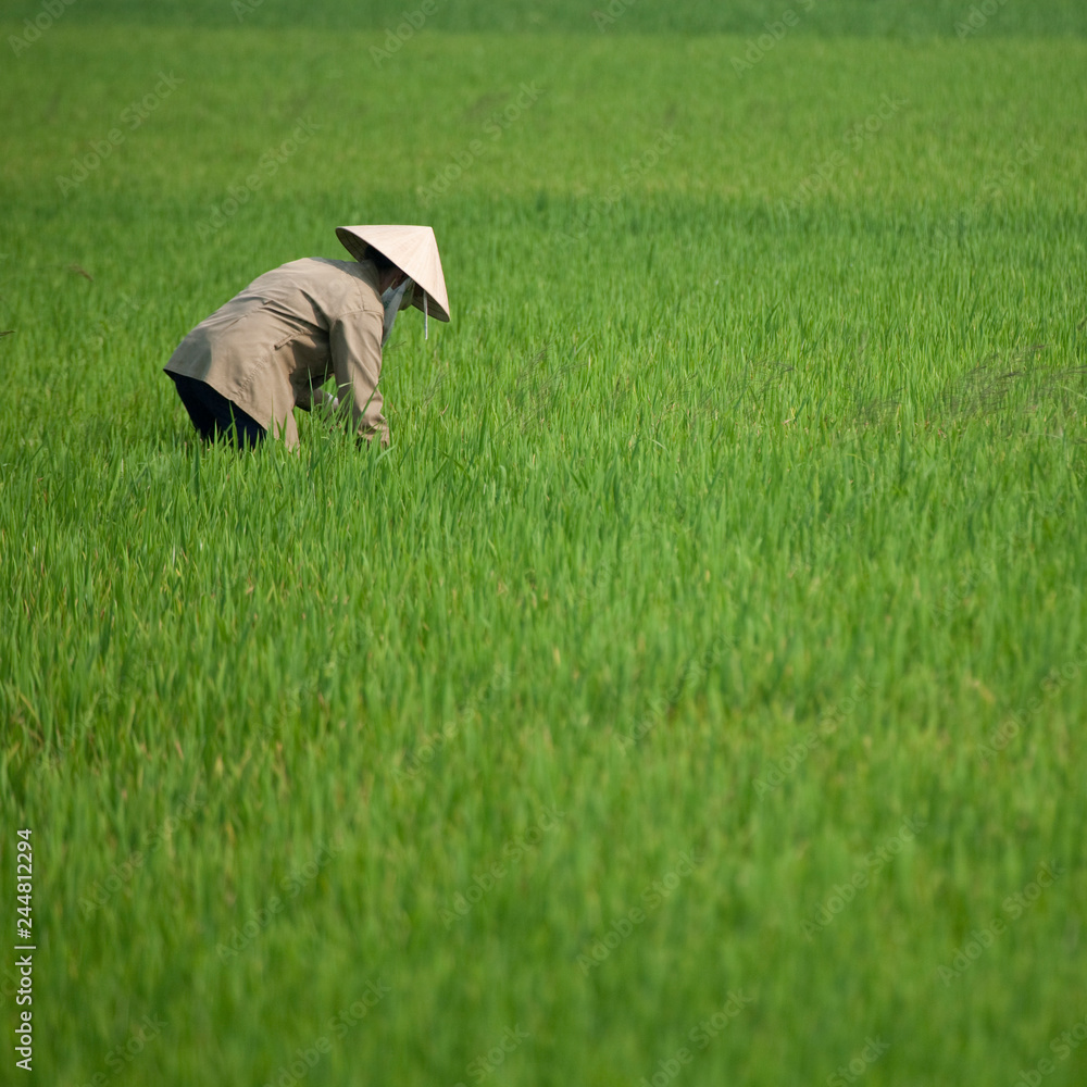 Woman in rice field, Vietnam