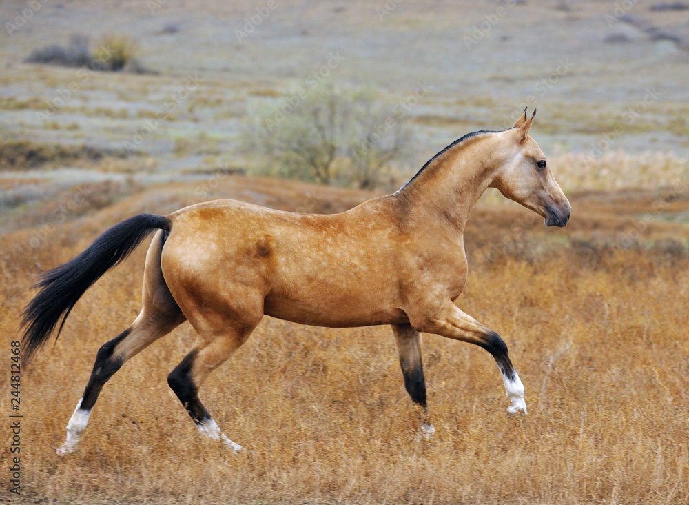 Buckskin Akhal Teke horse runs in canter through an autumn field. Horizontal, side view, in motion. Buckskin Akhal Teke horse runs in canter through an autumn field. Horizontal, side view, in motion.