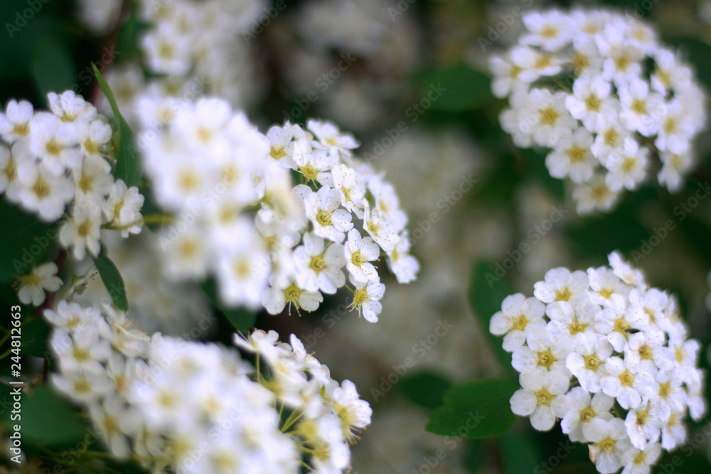 White flowers White flowers