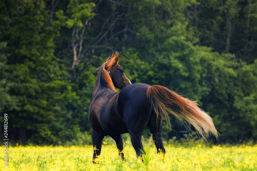 Bay arabian horse stands in the middle of summer field with the back. Horizontal, back view.