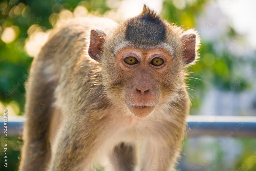 a monkey is on the tree.