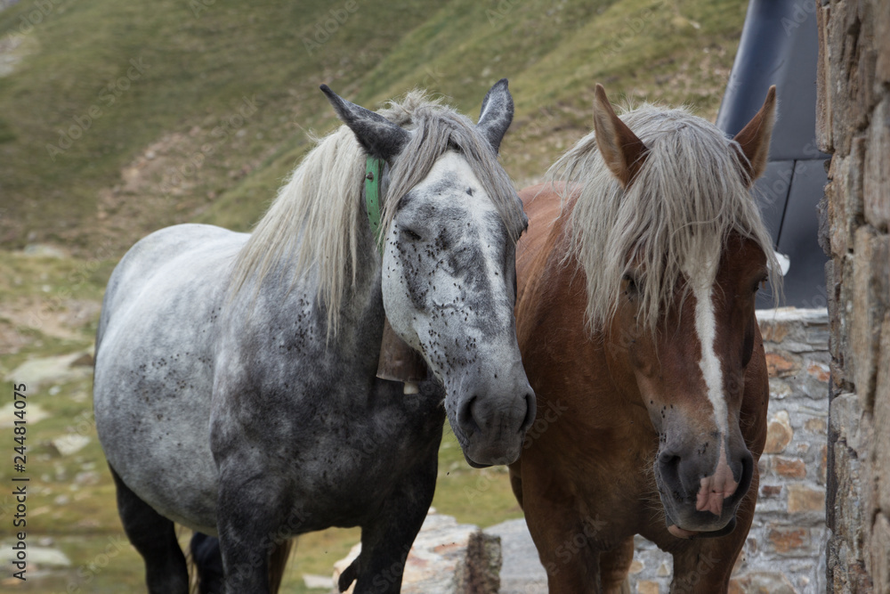 Obraz premium caballos