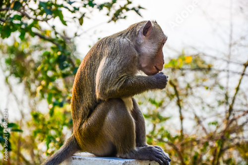 A monkey is eating the food on a stone pillar relaxly. photo