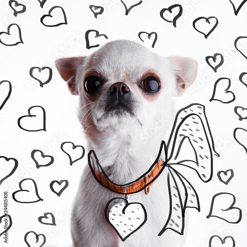 Funny white chihuahua in a heart shaped address holder. photo