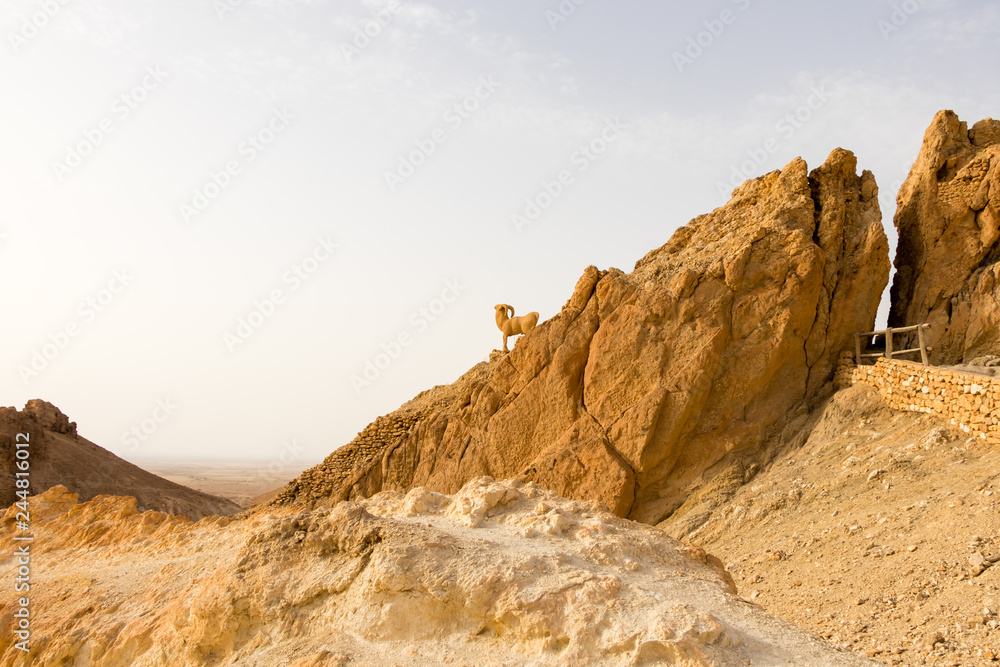 Mountain goat in Atlas mountain oasis Chebika, Tunisia, Africa Mountain goat in Atlas mountain oasis Chebika, Tunisia, Africa