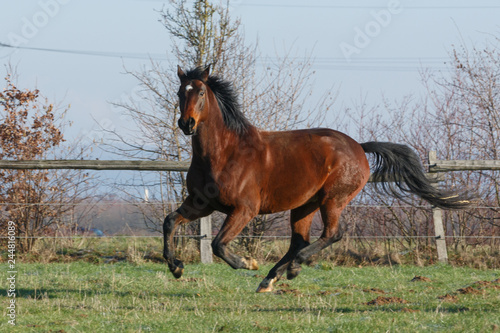 Pferd rennt auf der Weide
