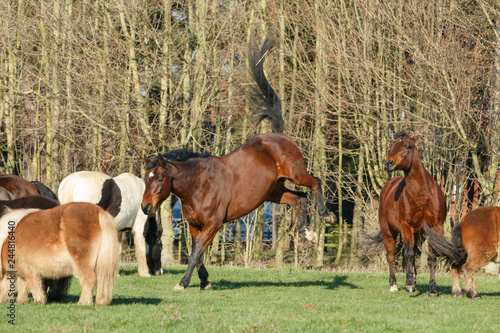 Fototapeta Naklejka Na Ścianę i Meble -  Pferde toben auf der Weide