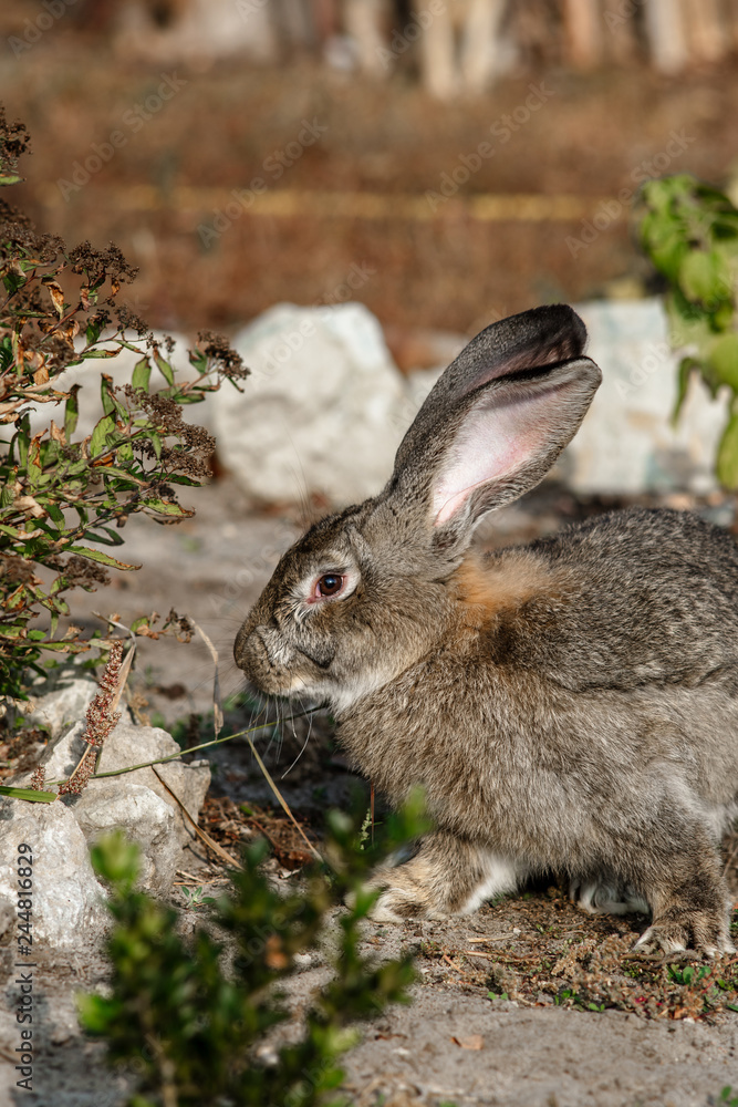 Fototapeta premium Portrait of a big beautiful rabbit in the yard