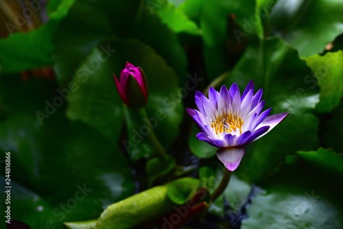 Beautiful Lotus flowers on a green foliage background in a natural pond 