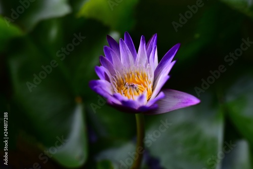 Beautiful Lotus flowers on a green foliage background in a natural pond 