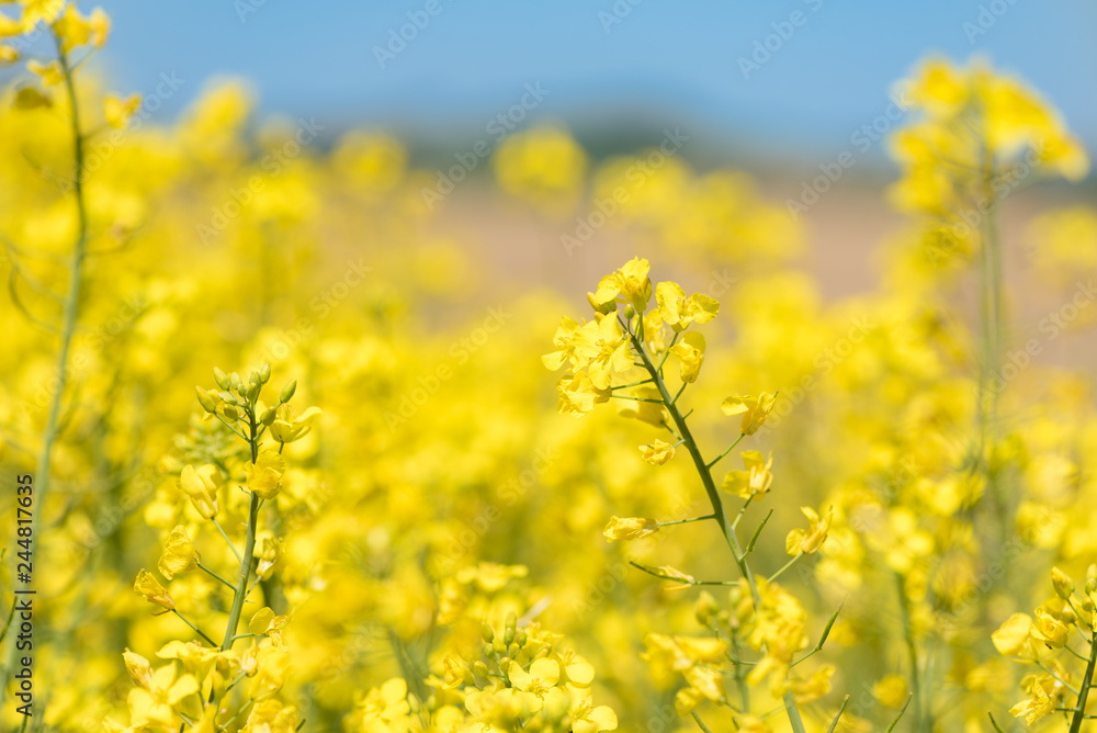 Rape Flowers in the season spring. Yellow field Rape Flowers in the season spring. Yellow field