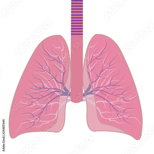 Human Lungs  vector illustration isolated on a white background