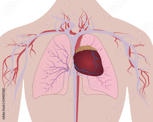 Lungs and Heart cardio system in a human body