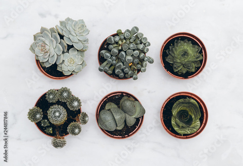 Cactus and succulent plant set on a marble table. Flat lay minimal