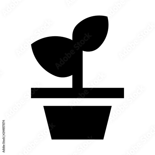Plant herb