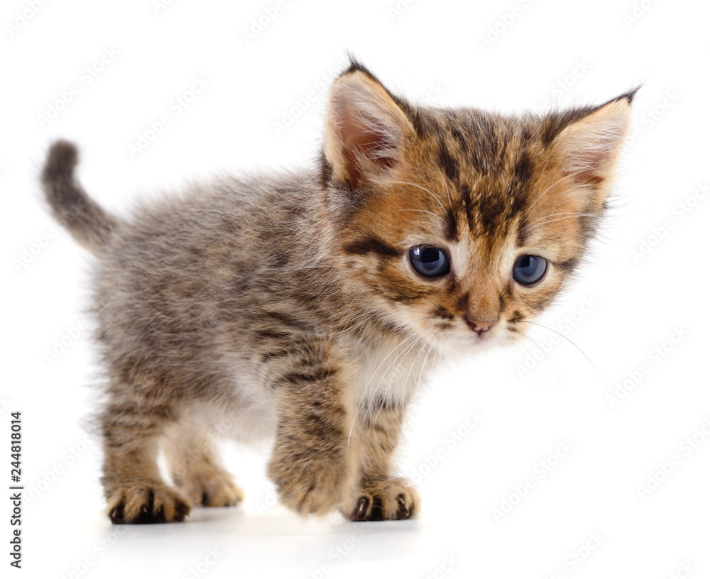 Obraz premium Kitten on white background.