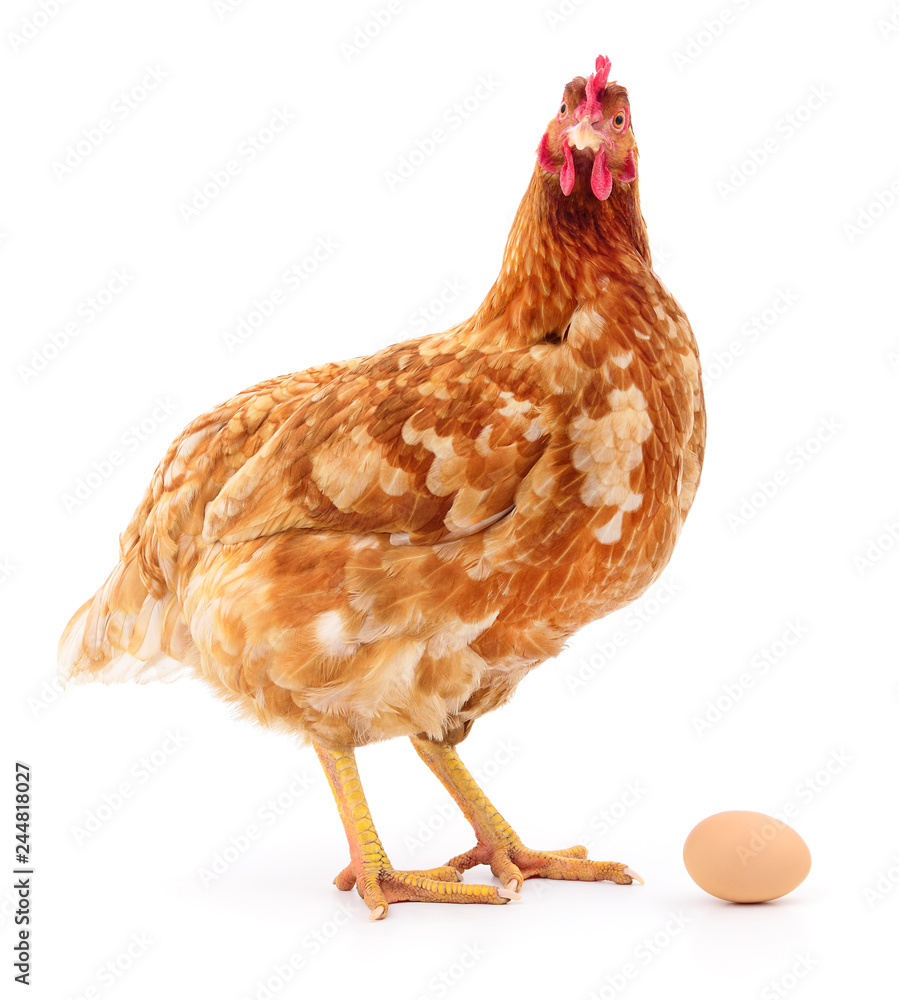 Fototapeta premium Brown hen with egg.