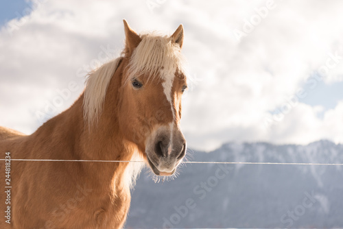 Fototapeta Naklejka Na Ścianę i Meble -  Animal portrait. Haflinger horse on background winter mountains.