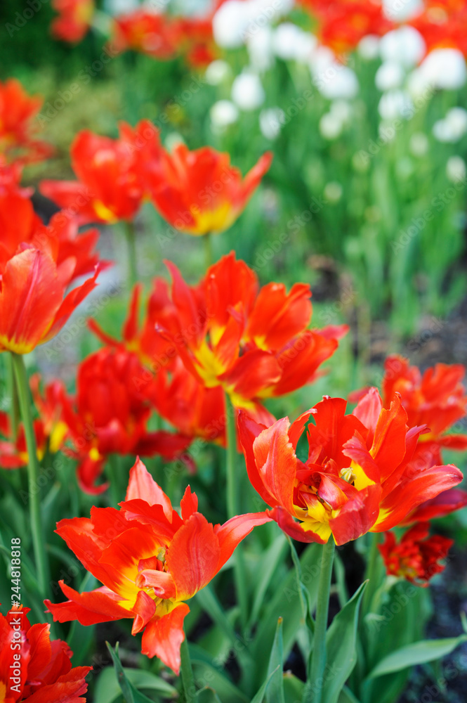 Red tulips in the springtime