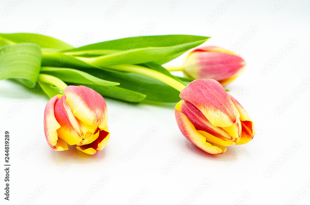 Close up on three pink yellow tulip buds isolated on a white background Close up on three pink yellow tulip buds isolated on a white background