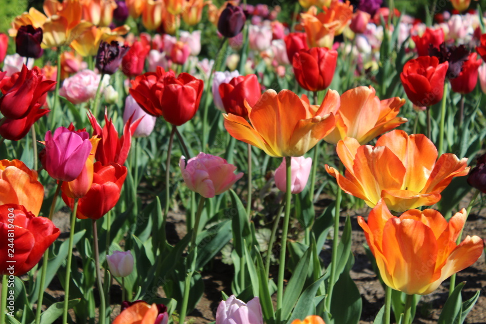 field of tulips