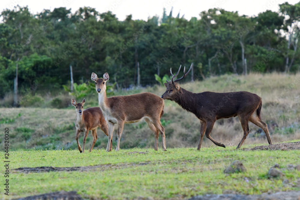 cerf à l'île maurice cerf à l'île maurice
