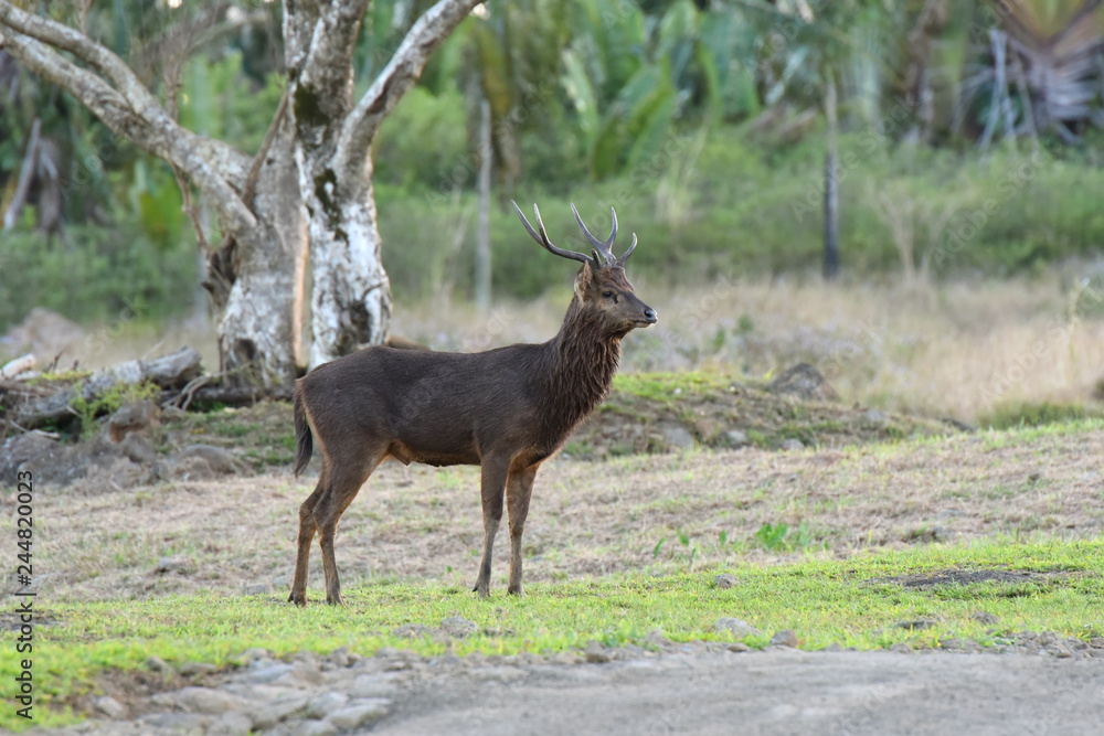 cerf à l'île maurice cerf à l'île maurice