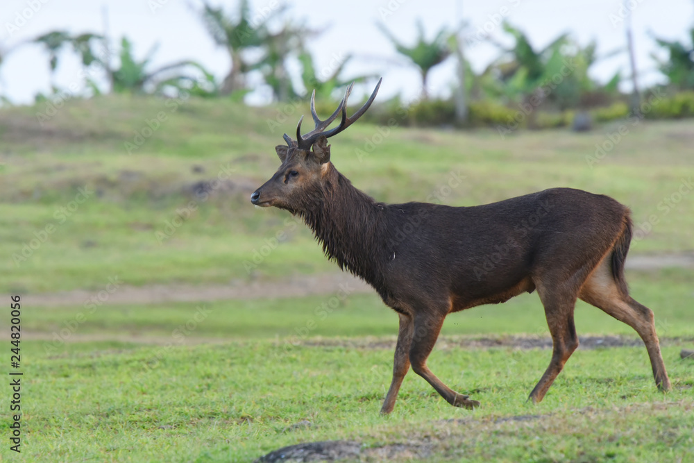 cerf à l'île maurice cerf à l'île maurice
