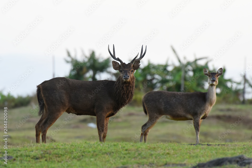 Obraz premium cerf à l'île maurice